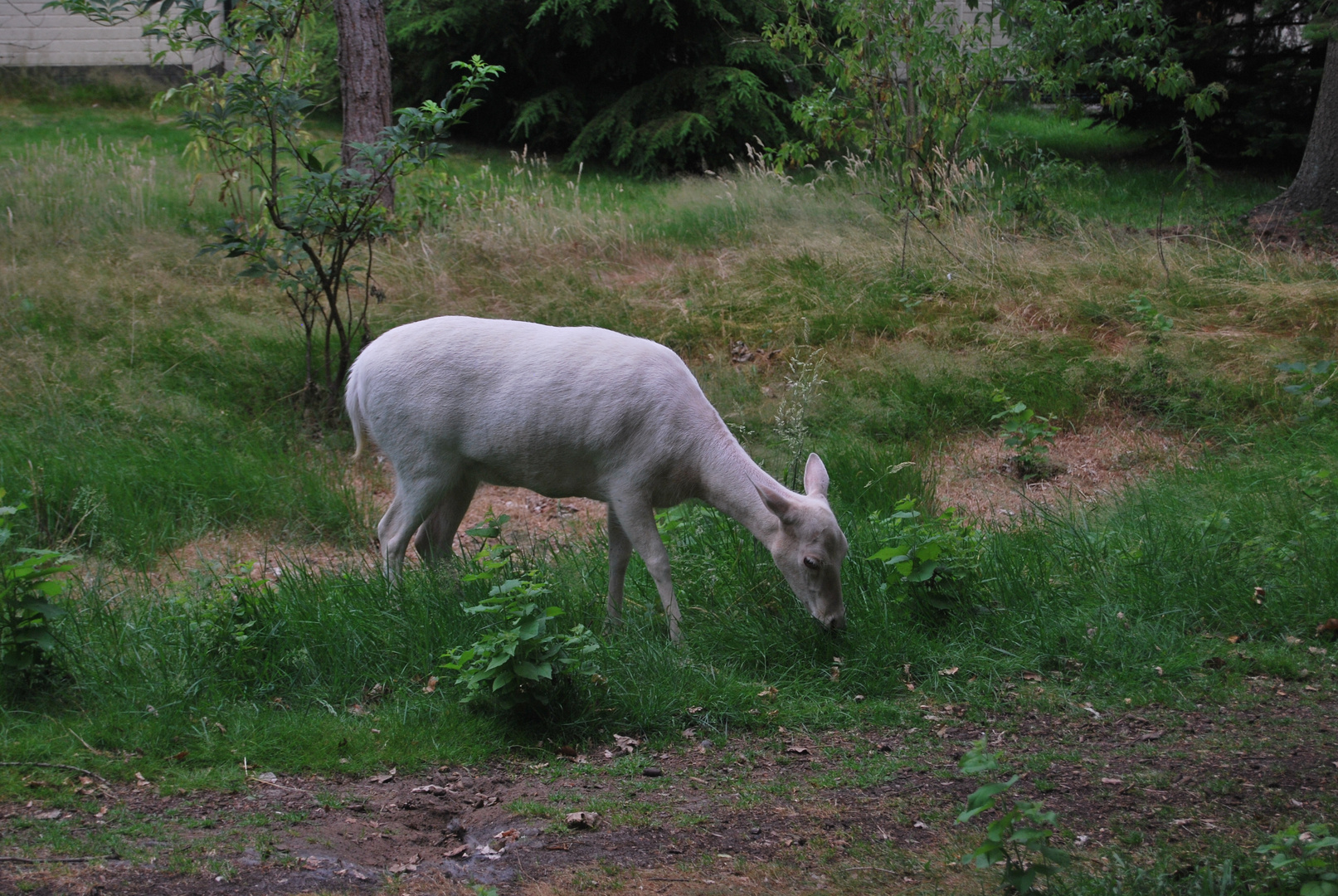 Weiße Rehe