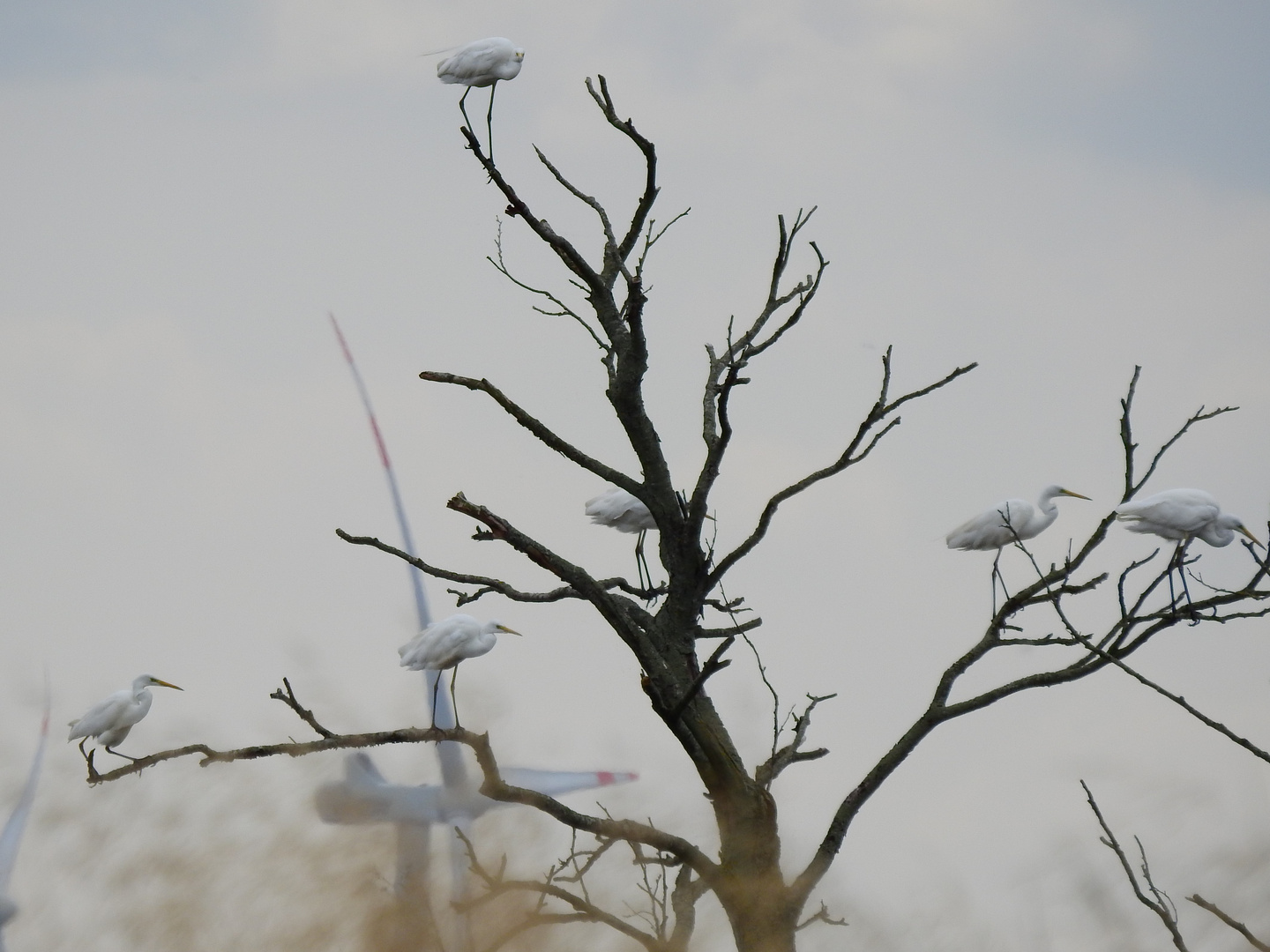 weisse reiher auf baum im moor