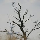 weisse reiher auf baum im moor