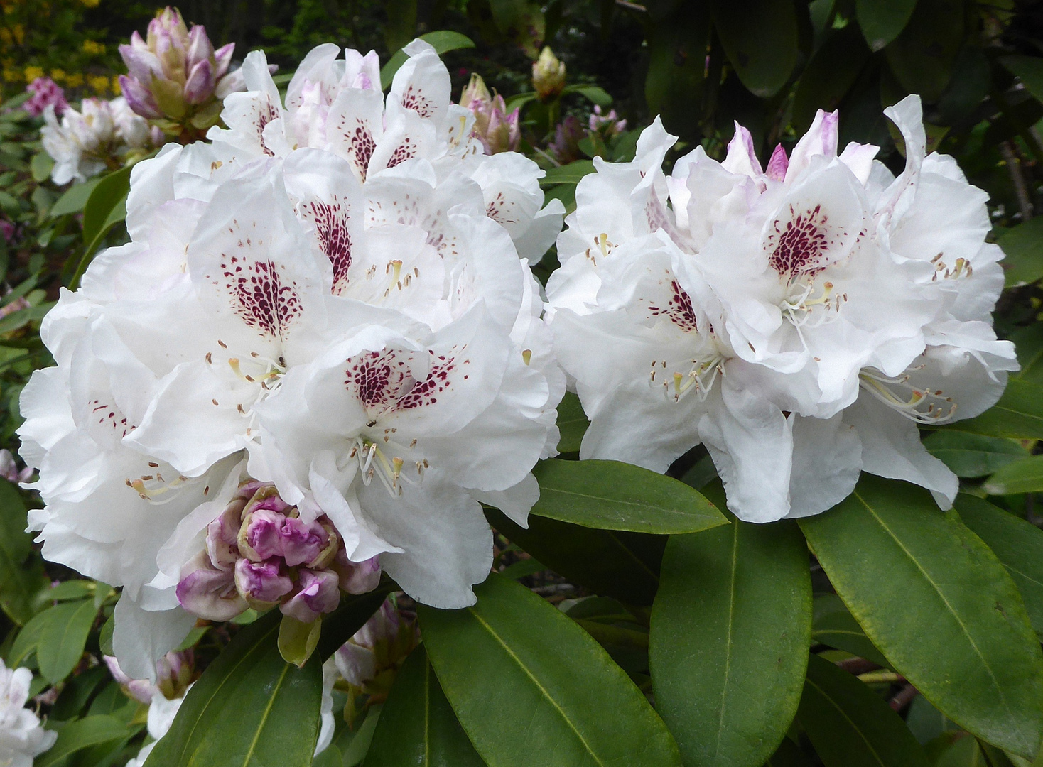 Weiße Rhododendron