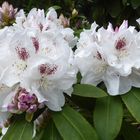 Weiße Rhododendron