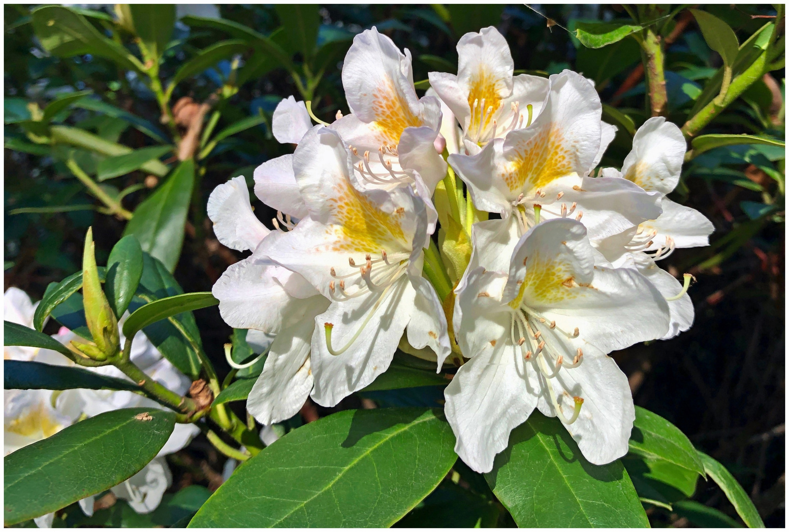 weiße Rhododendron Blüte