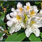 weiße Rhododendron Blüte