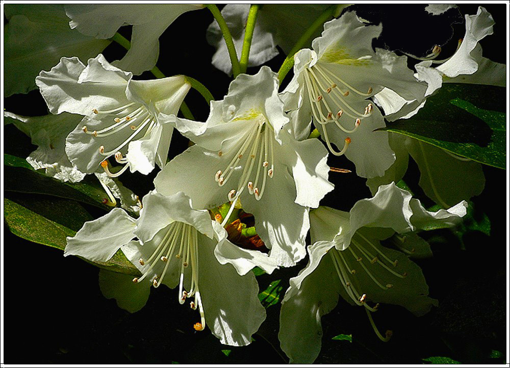 weiße rhododendron im morgenlicht