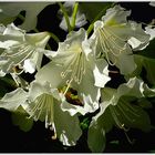 weiße rhododendron im morgenlicht