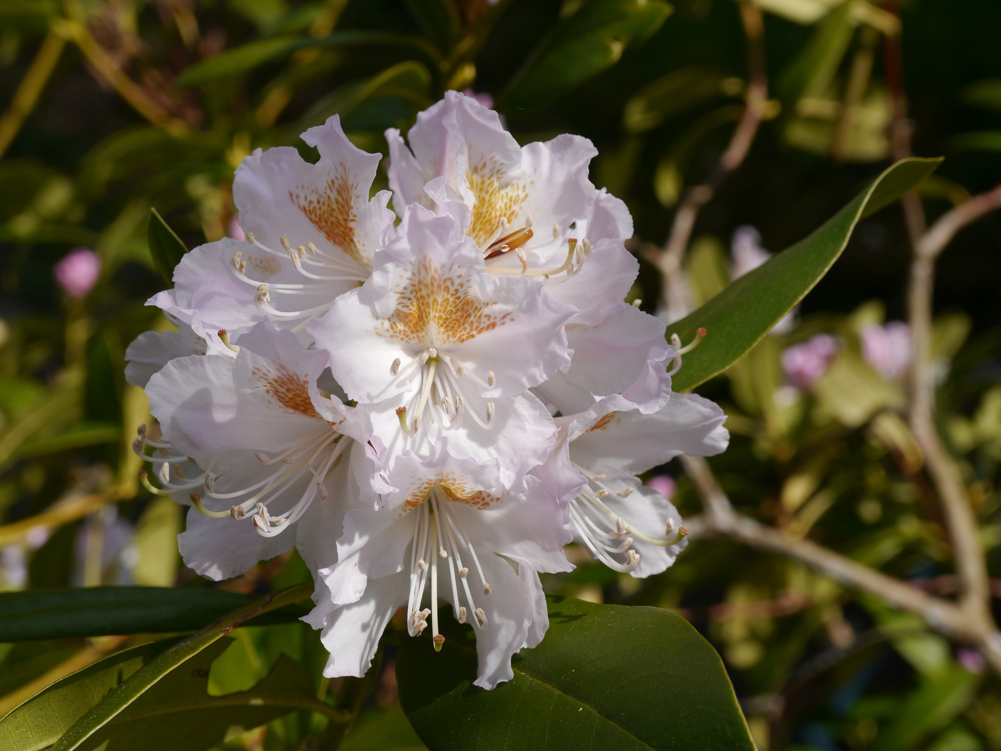 weiße Rhododendronblüte