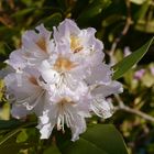 weiße Rhododendronblüte