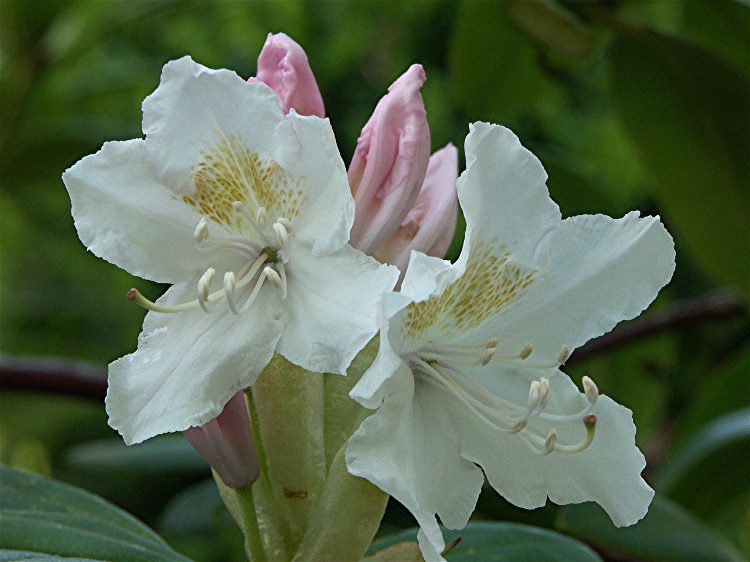 weiße Rhododendronblüte