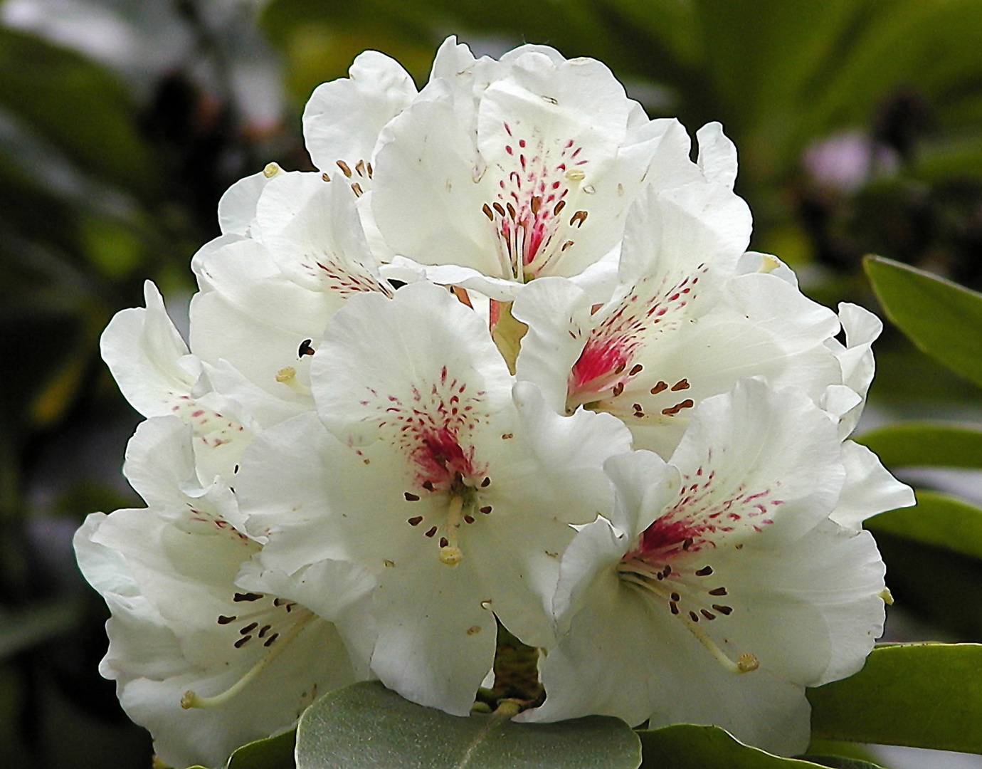 weiße Rhododendronblüte mit rot