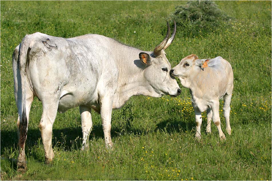 weisse Rinder im Marremar-Naturschutzgebiet