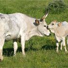 weisse Rinder im Marremar-Naturschutzgebiet
