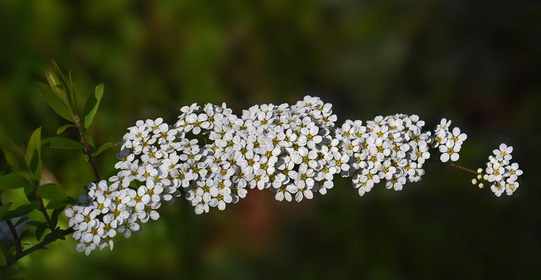 Weiße Rispenspier.....