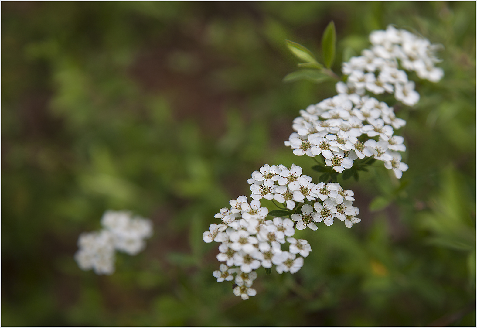 Weiße Rispenspiere