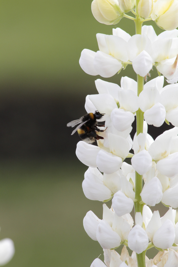 Weiße Rittersporn mit Hummel!