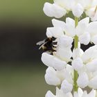 Weiße Rittersporn mit Hummel!