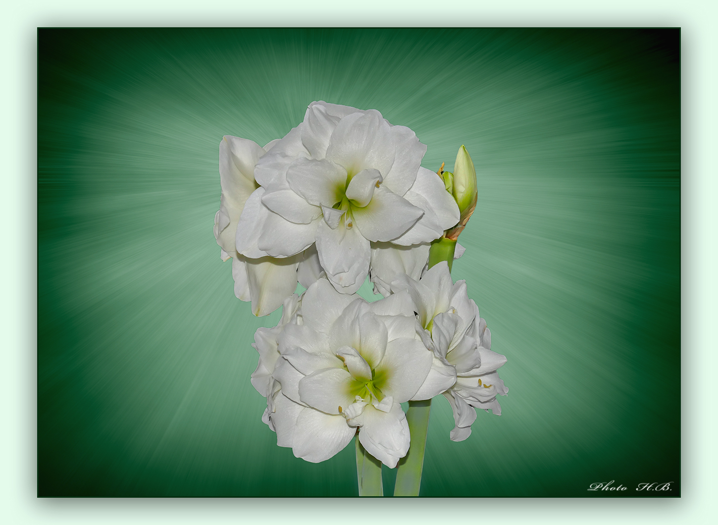 Weisse Rittersternblüte  im Licht