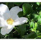 weiße Rosa rugosa ...........