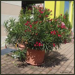 Weiße - rosa und rote Blüten...