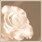 weiße Rose...