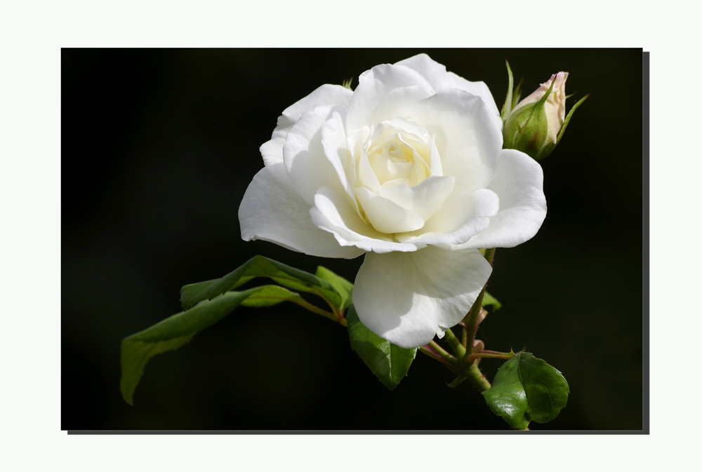...weiße Rose 