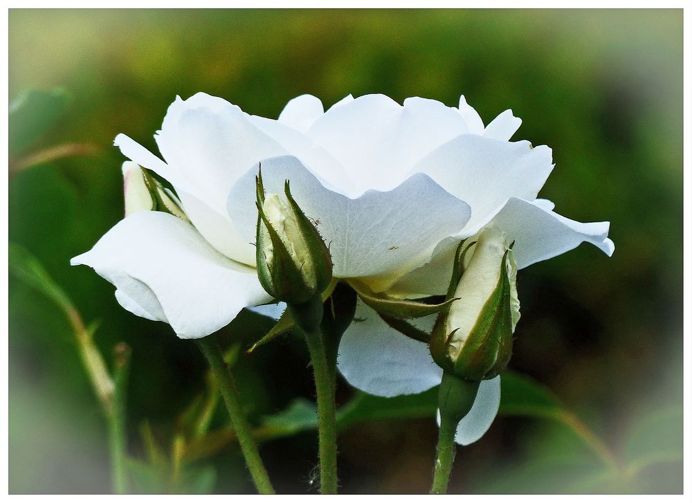 Weiße Rose Foto & Bild pflanzen, pilze & flechten, blüten