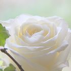 * Weiße Rose *
