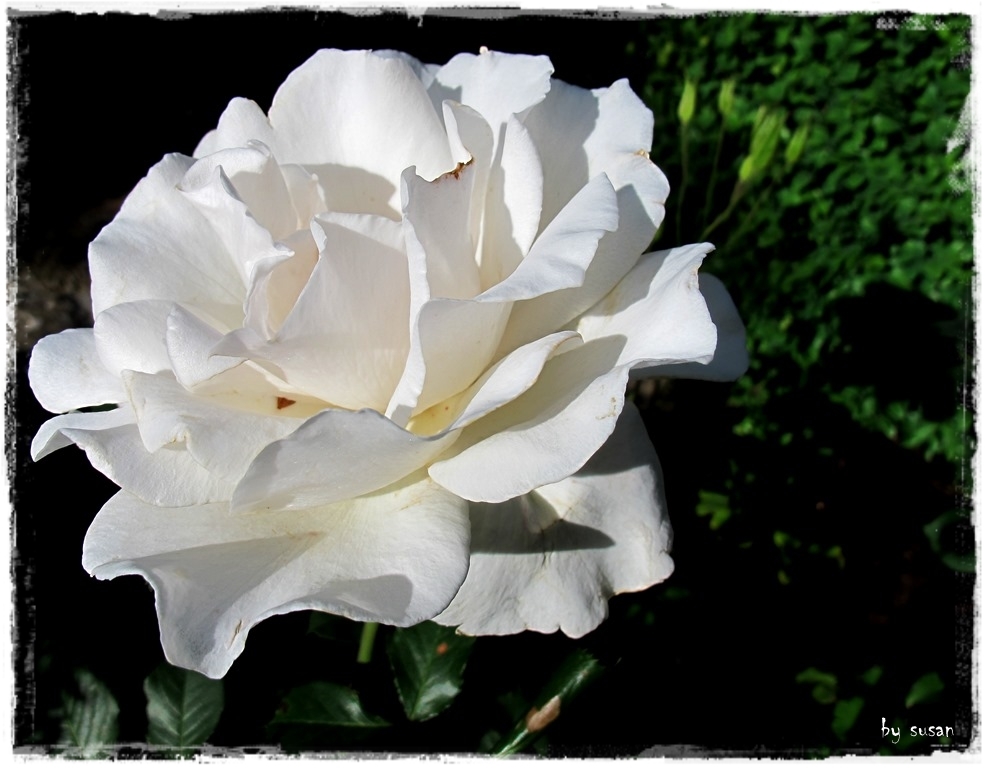 Weiße Rose..