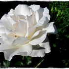 Weiße Rose..