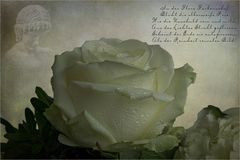Weiße Rose....