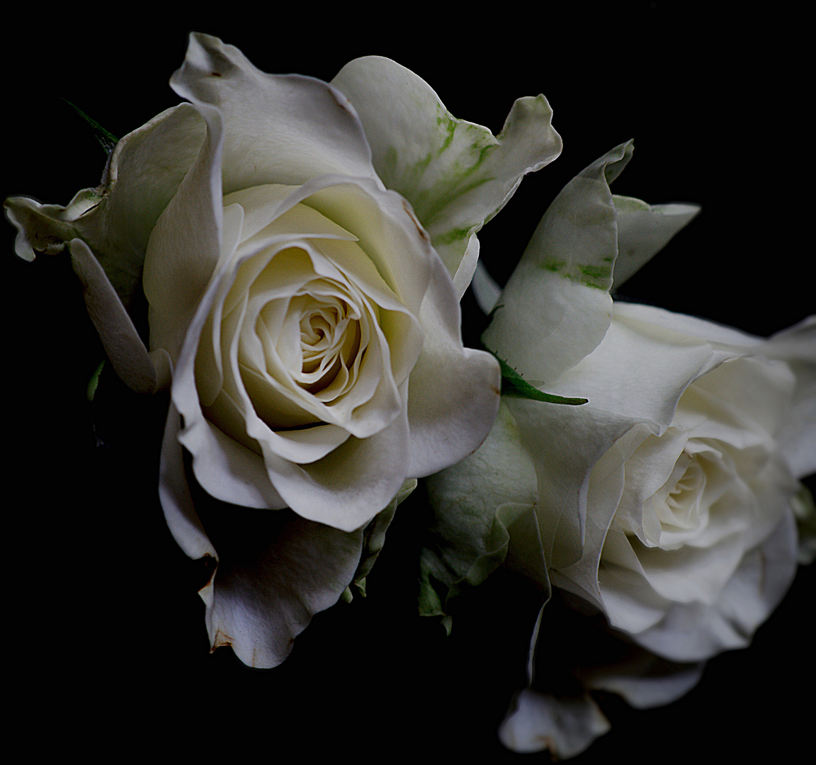 Weiße Rose Foto & Bild | makro, natur, blumen Bilder auf ...