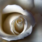 ---weiße Rose---
