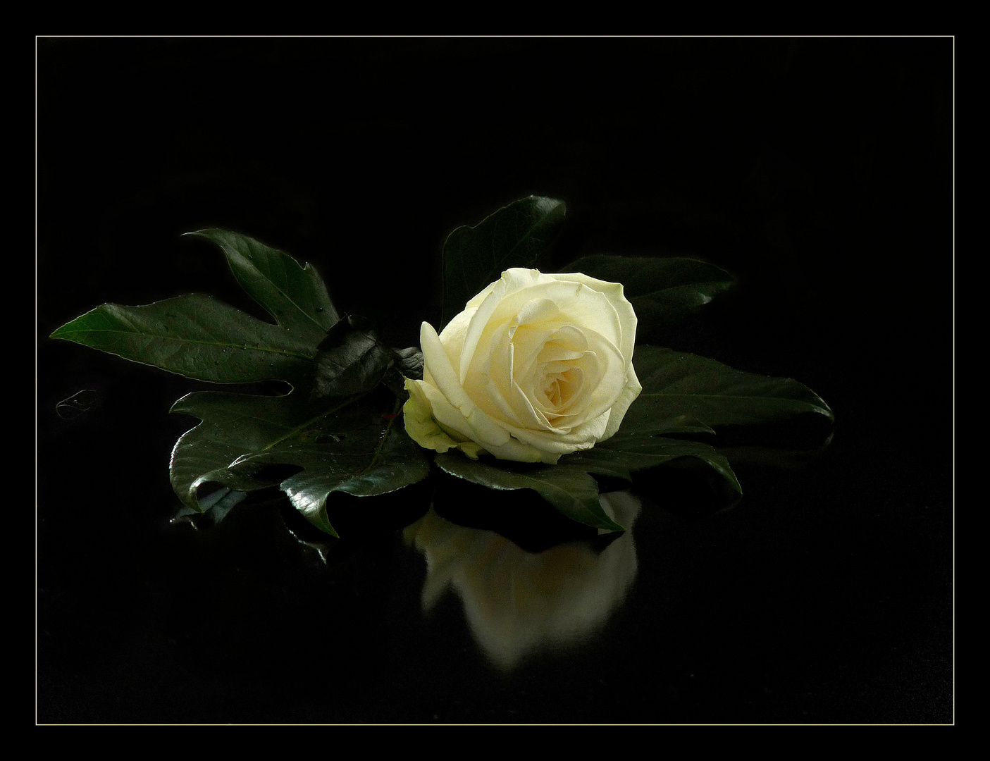 Weiße Rose Foto &amp; Bild | pflanzen, pilze &amp; flechten, blüten ...