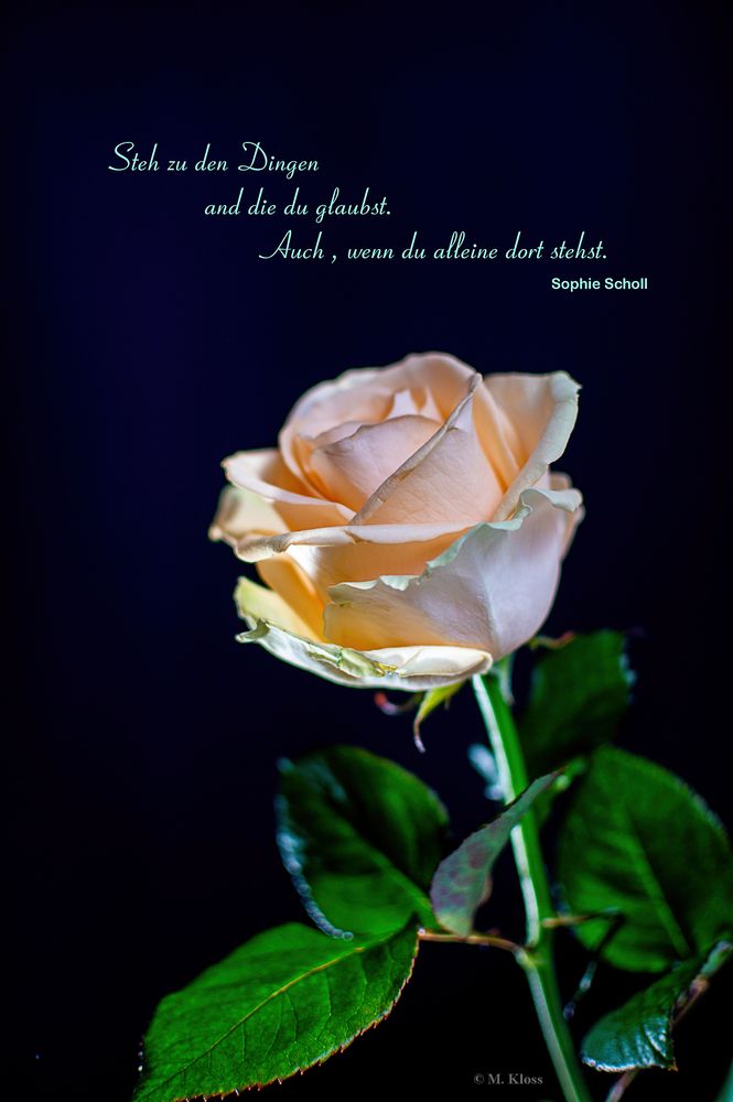 Weiße Rose Foto & Bild emotionen, melancholie, sinniges und zitate