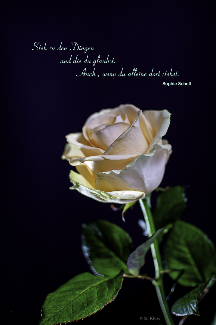 Weiße Rose Foto & Bild emotionen, melancholie, sinniges und zitate