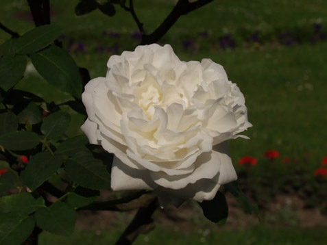 Weiße Rose