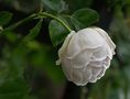 Weiße Rose von Rainer Fritz
