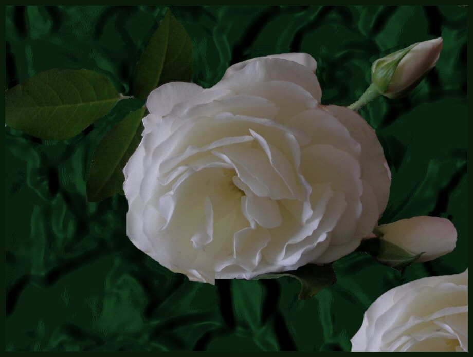 weiße rose