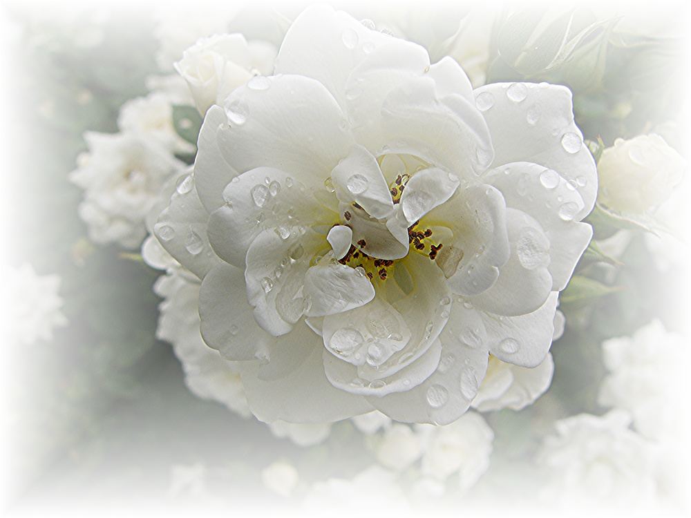 Weiße Rose von Helmut Und Erna Rühl-An