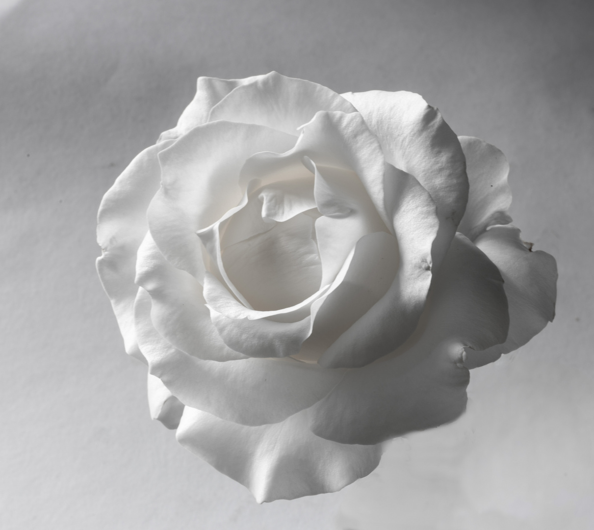 weiße rose 