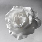 weiße rose 