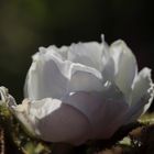 weiße Rose am Abend