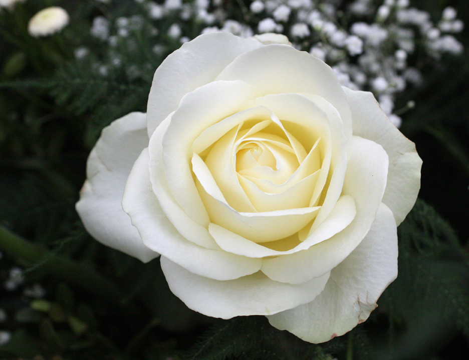 Weiße Rose am Friedhof