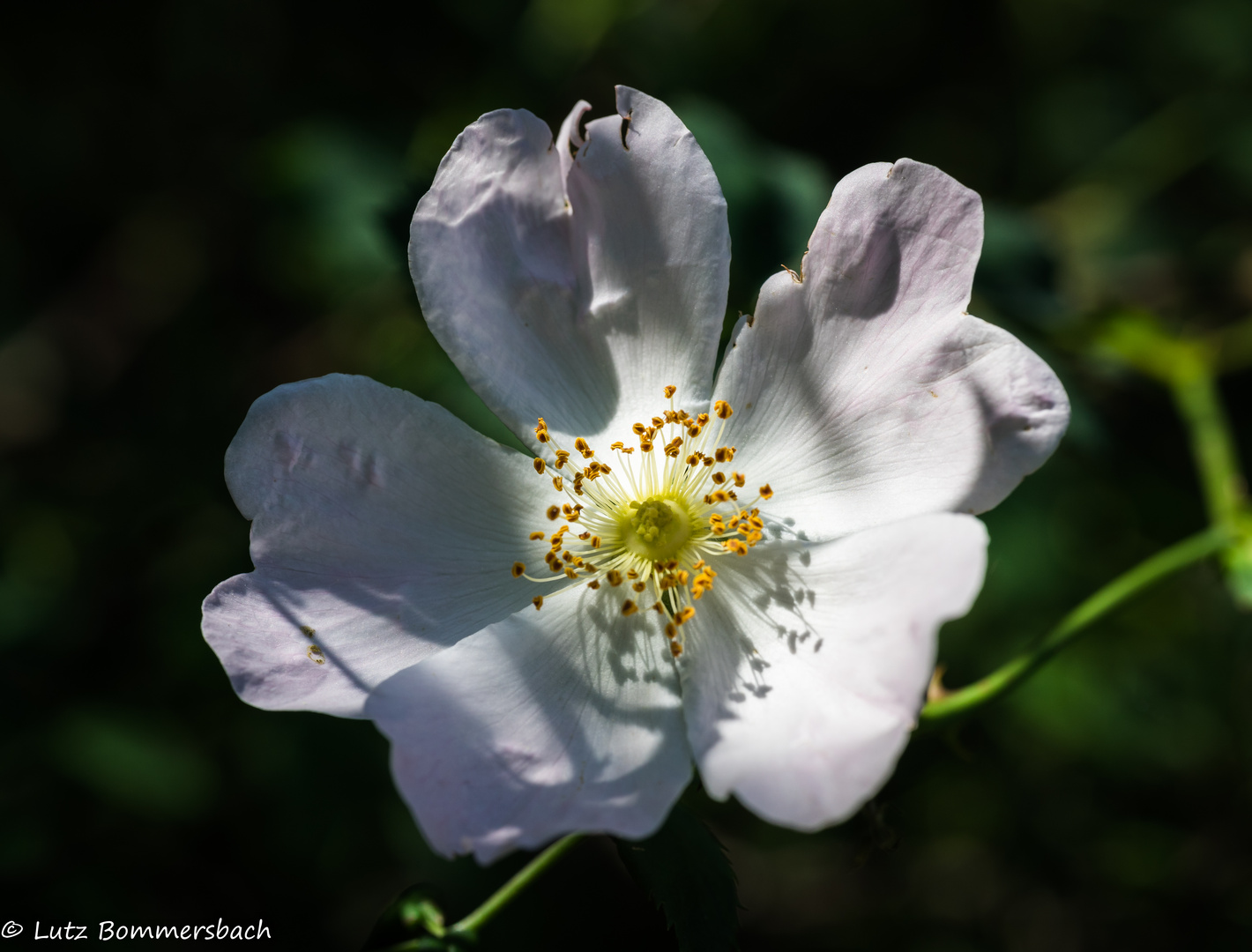 Weiße Rose am Kirschberg