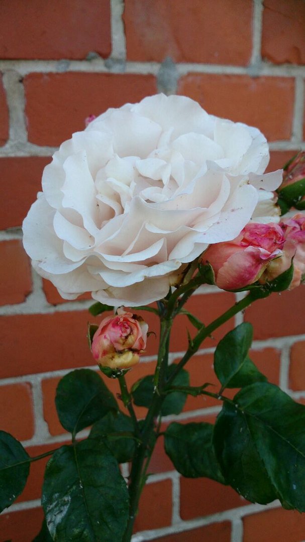 Weiße Rose aus Glückstadt