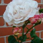 Weiße Rose aus Glückstadt