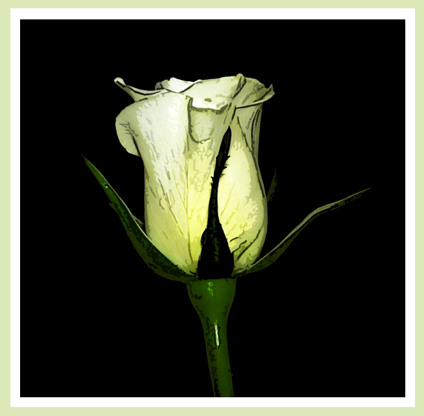 Weiße Rose aus Holland