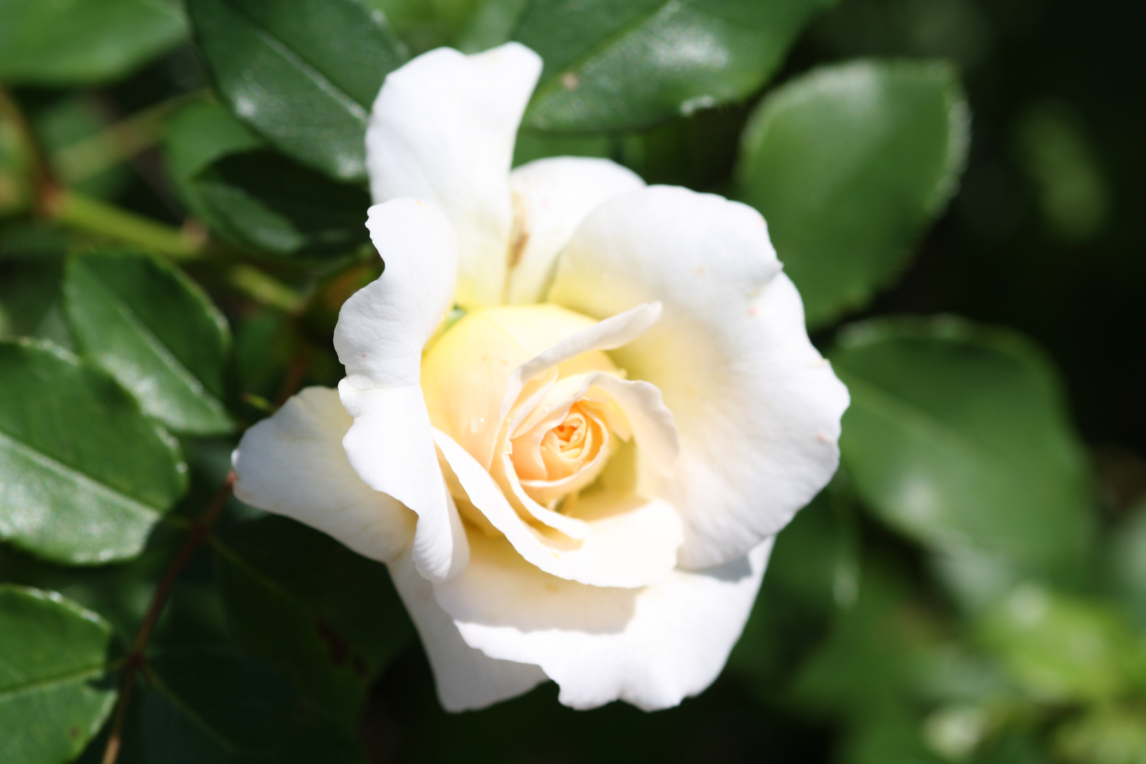 Weisse Rose aus Rosenheim