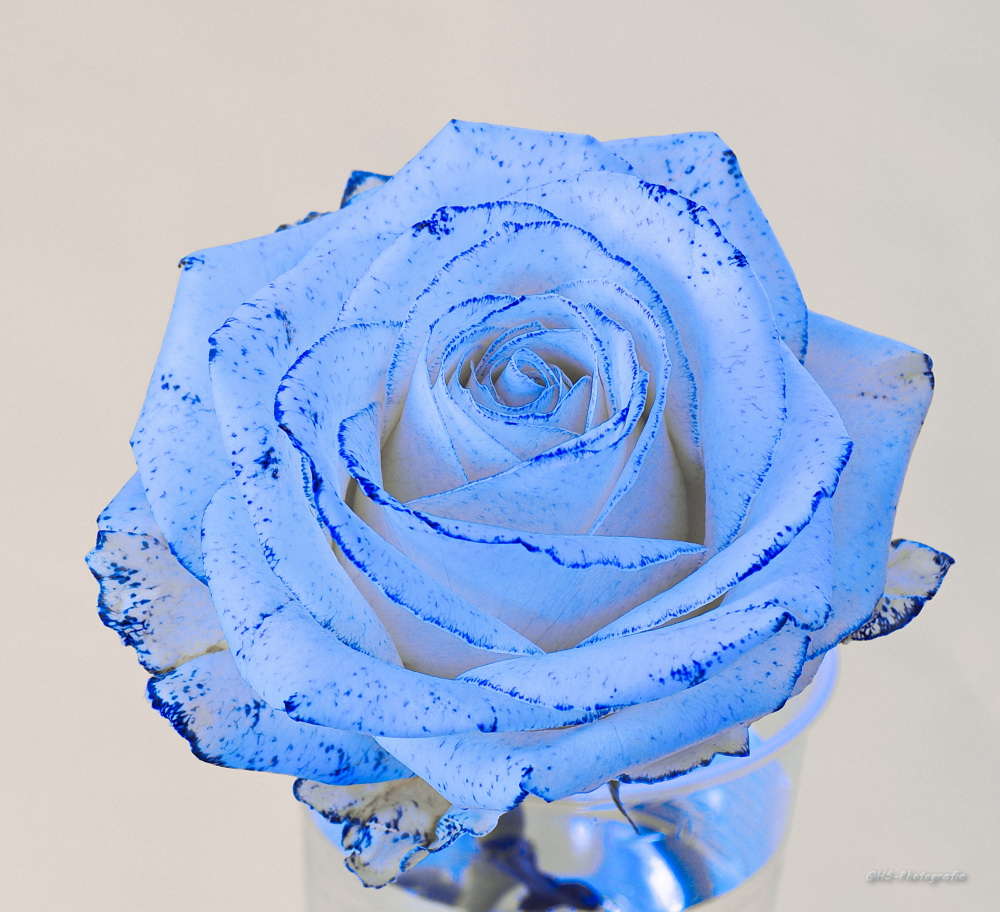 Weiße Rose, blau gefärbt....