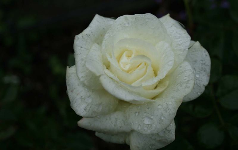 weiße Rose