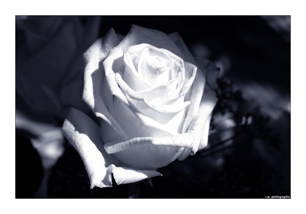 ... weiße Rose ...